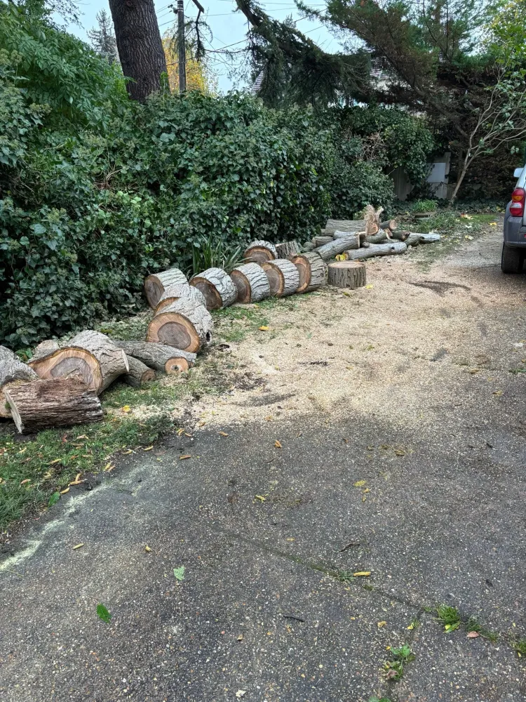 Abattage à Evreux