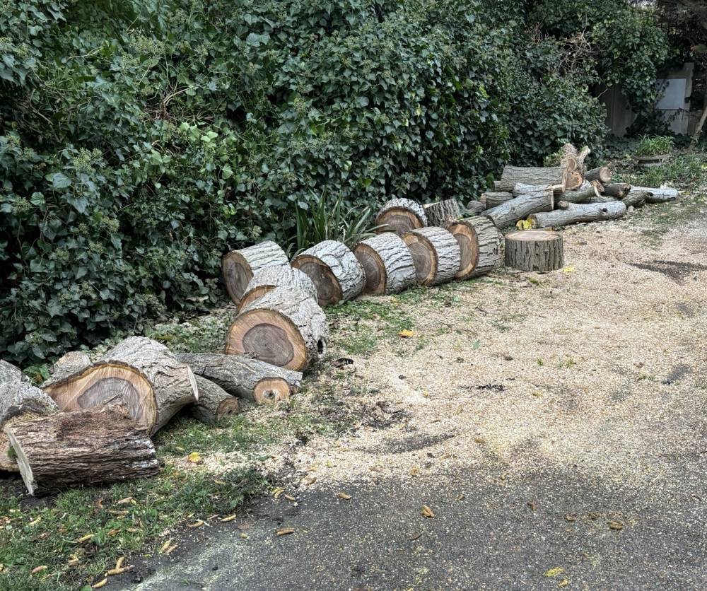Abattage d'arbre près de Etrepagny