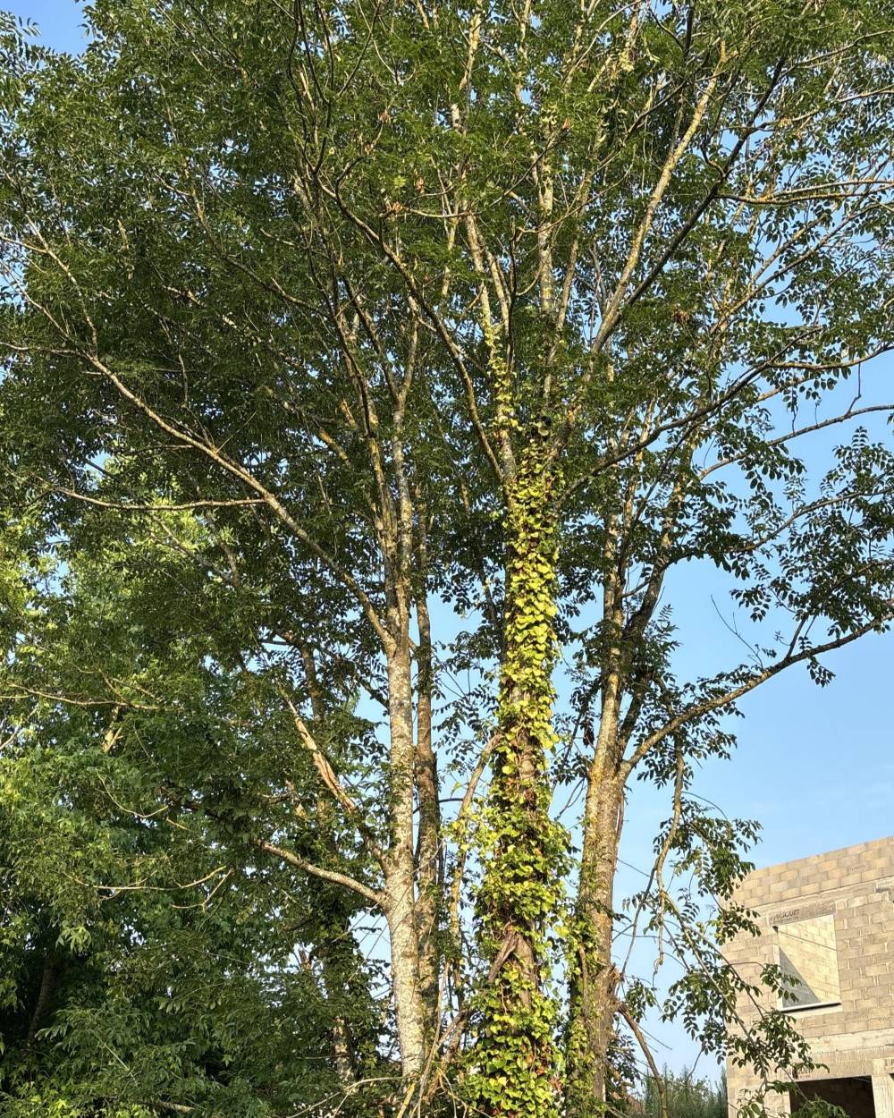 Elagueur dans l'Eure